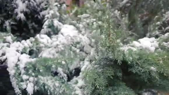 树枝被雪覆盖第一场雪视频的预览图
