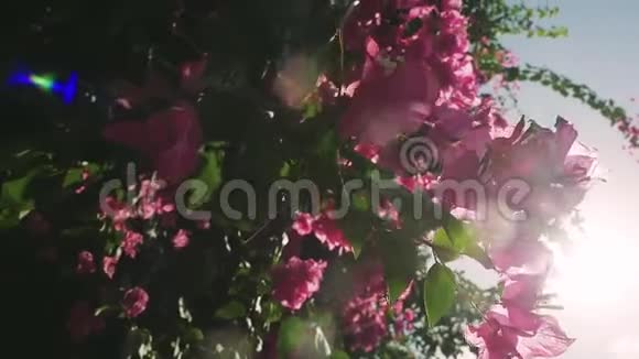 通过新鲜的绿叶和粉红色的花朵播放太阳具有美丽的镜头耀斑效果慢动作1920x1080视频的预览图