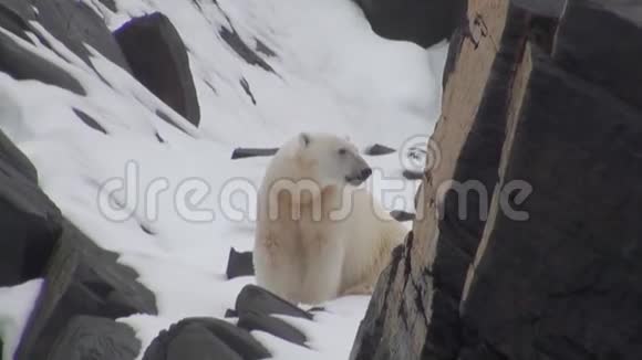 白色北极熊在雪上行走在一个荒凉冰冷的斯皮茨伯根苔原视频的预览图