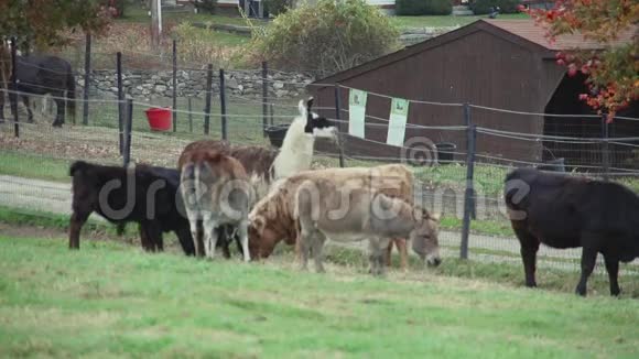 放牧牛群9人中有8人视频的预览图