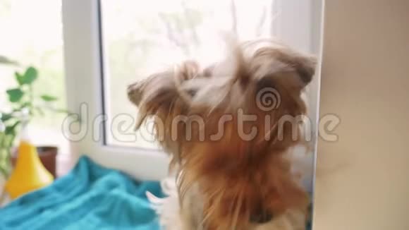可爱的狗约克郡猎犬坐在窗户上宠物狗生活方式视频的预览图