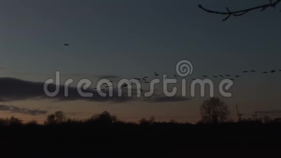 鹅在黄昏的灯光下降落在水面上视频的预览图