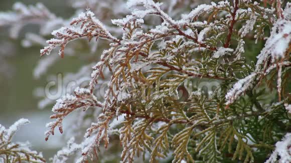 雪地植物视频的预览图