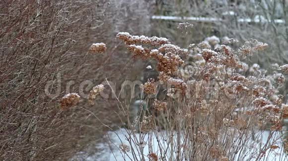 雪地植物视频的预览图