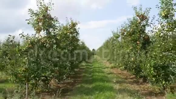 苹果树花园的鸟瞰图视频的预览图