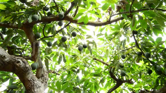 哈斯鳄梨热带水果挂在树枝上视频的预览图