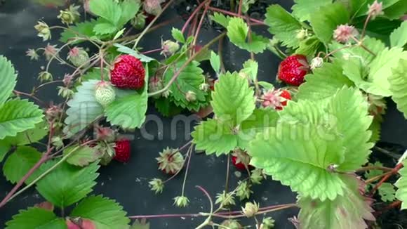 成熟的草莓在灌木上成熟视频的预览图