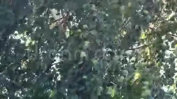 桦树的叶子在风中颤抖视频的预览图
