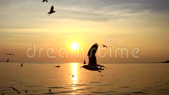 日落海鸥飞翔视频的预览图