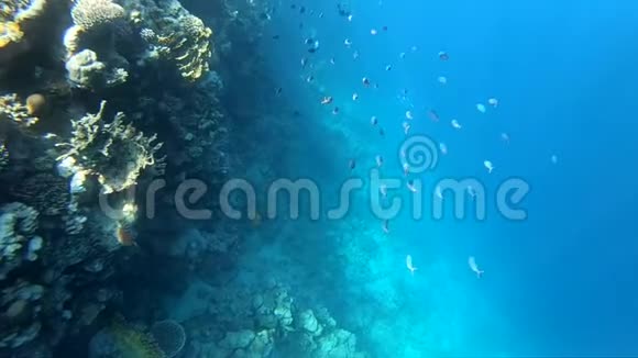 埃及的浮潜珊瑚礁附近的美丽鱼类慢动作视频的预览图