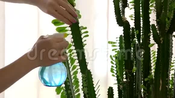 女性手水喷洒仙人掌视频的预览图