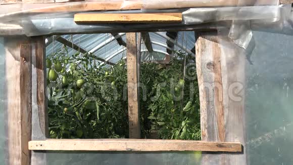 园丁男人带着草帽在温室里用罐头浇生番茄植物4K视频的预览图