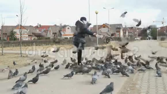 60岁的女人喂鸽子视频的预览图