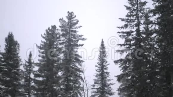 令人惊叹的冬季景观森林公园里下雪大雪纷飞视频的预览图