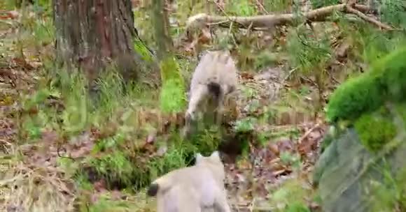 两只小而顽皮的猫在森林里奔跑视频的预览图