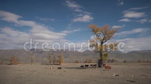 奶牛在秋天的草地上放牧阿尔泰山地的景观视频的预览图