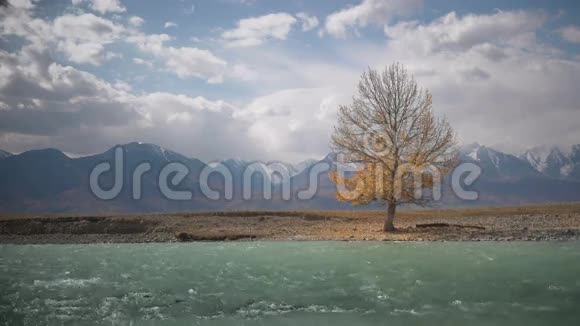 在一个晴朗的秋日树独自站在河岸上视频的预览图
