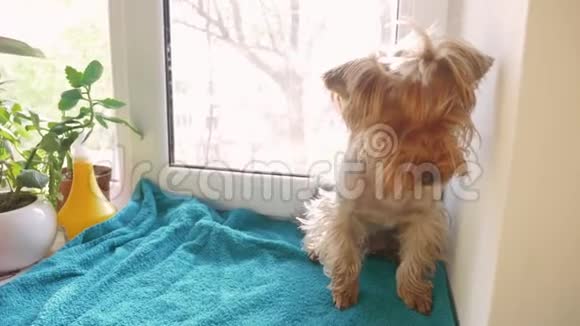 可爱的狗约克郡猎犬坐在窗户上概念生活方式宠物狗视频的预览图