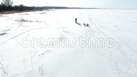 在冰冻的海湾训练雪橇狗视频的预览图