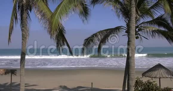 前景中有棕榈树的海景视频的预览图