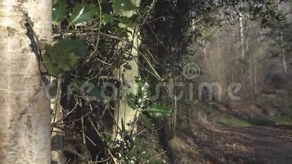 伦敦附近的英国乡村早春山榉木复制空间背景绿叶特写路径视频的预览图