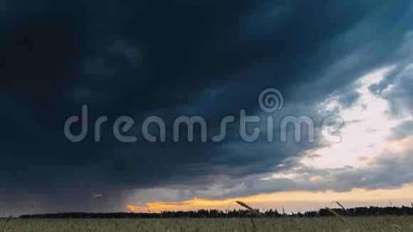 夏季日落傍晚农村上方的农村麦田景观地平线上有雨云的美丽天空视频的预览图