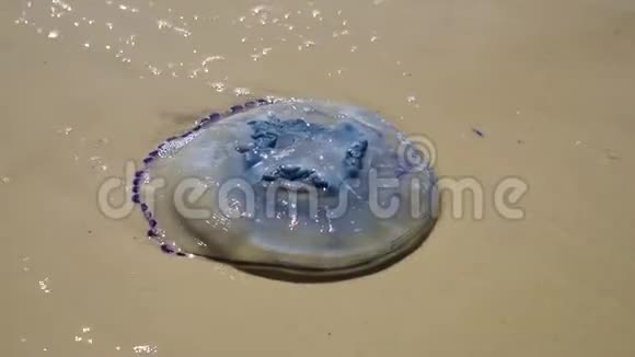 从海里扔出来的白色水母视频的预览图