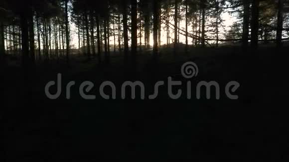 日落或日出时的稳定跟踪拍摄在森林中的树木中闪耀视频的预览图