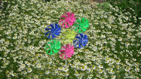 花园里五颜六色的风车玩具和医用洋甘菊花花坛视频的预览图
