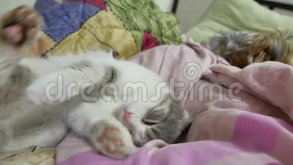 疲惫的猫伸展身体打赌搞笑睡猫视频的预览图