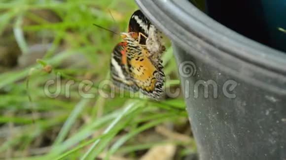 蝴蝶从茧中蜕变爬上黑色塑料仓准备在花园里飞翔视频的预览图