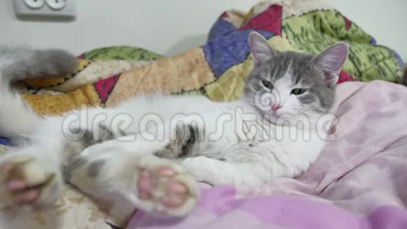 猫在睡觉滑稽地摔倒在床上猫睡觉视频的预览图