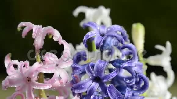 雨滴落在春花风信子上视频的预览图