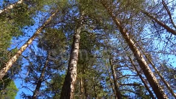 阳光透过松树的树枝照耀漫步松林仰望树顶全景视频的预览图