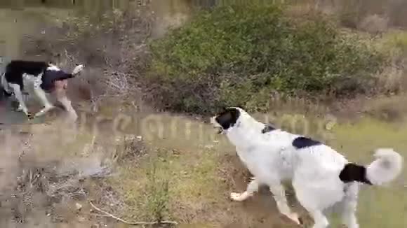 在乡下和两只猎狗一起打猎视频的预览图