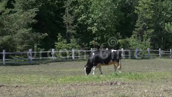夏天奶牛在牧场上放牧在夏天的牧场上放牛草视频的预览图