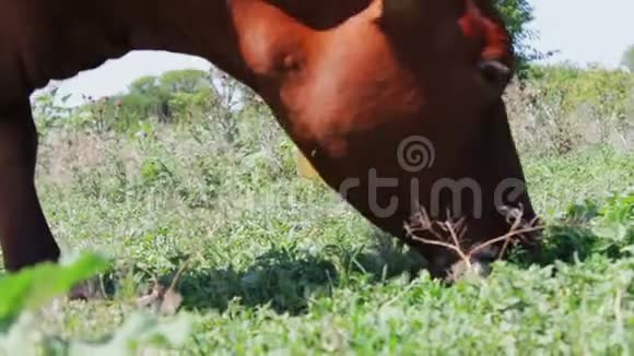 牛在近景的田野上放牧奶牛吃草农场牛在牧场放牧农业产业视频的预览图