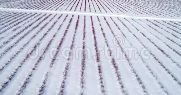 冬季蓝莓田鸟瞰图视频的预览图
