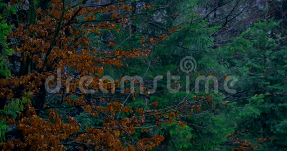 秋叶雨雨落叶美丽秋天可爱黄色干燥棕色树长惊人视频的预览图