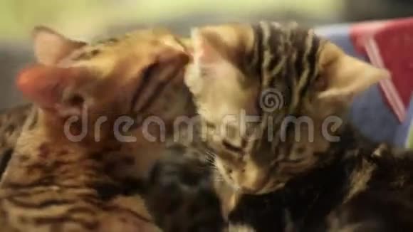 有豹色的猫照顾另一只猫洗了它睡猫视频的预览图