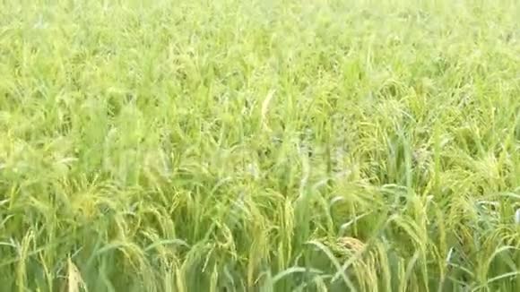 4K雨滴在稻田里的绿色新鲜大米上周围有声音视频的预览图