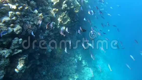 红海浮潜珊瑚礁附近美丽的鱼动作缓慢视频的预览图