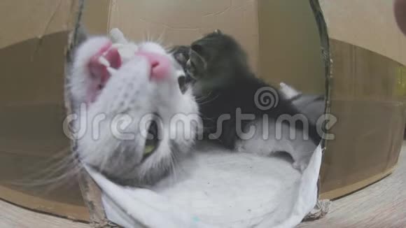 猫妈妈和小猫玩在纸板箱的生活方式宠物有趣的概念视频的预览图