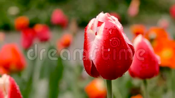 美丽的红色郁金香花束春天的郁金香快关门摄像机回到滑块上颜色校正视频的预览图