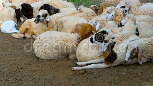 一群羊在阳光明媚的晴天在阴凉处休息视频的预览图