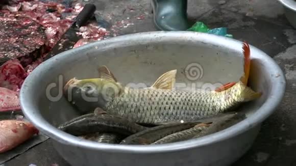 越南河内街头市场新鲜活鱼视频的预览图