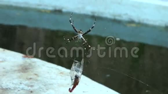 在热带被蜘蛛困住的蜻蜓视频的预览图