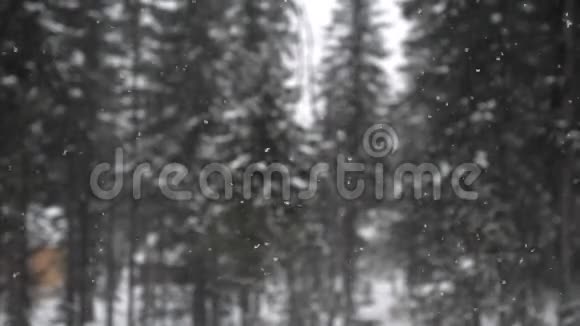 森林公园里下雪冰雪覆盖公园的冬季景观美丽的大雪变化集中在松树上视频的预览图