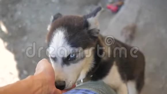 男人从第一个人手里抚摸一只哈士奇狗慢动作视频男人抚摸一只狗哈士奇友谊人人狗视频的预览图