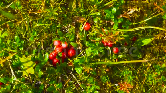 人们从山上的灌木丛中直接收集林果莓快关门原料食品视频的预览图